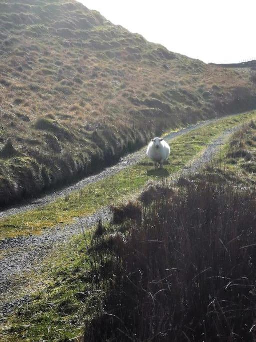 Zipworld Waterfalls Eryri Dogs Welcome 3 Bed Sleeps 5 Blaenau Ffestiniog Dış mekan fotoğraf